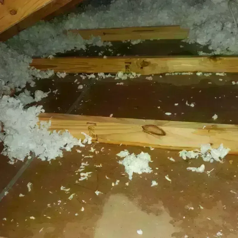 Attic Water Damage in Carrollwood, FL